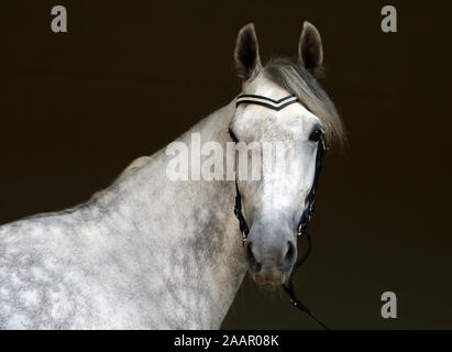 Caballo Español puro o pre,manchan gris oscuro contra el retrato mare