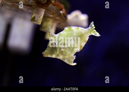 Cola de cerda - Acreichthys tomentosus filefish Foto de stock