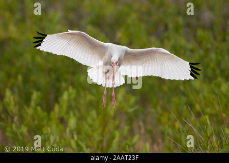 Un ibis blanco viniendo para un aterrizaje Foto de stock