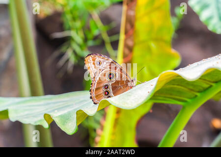 Frágil mariposa marrón sobre hojas verdes vivos dentro de un invernadero tropical Garden