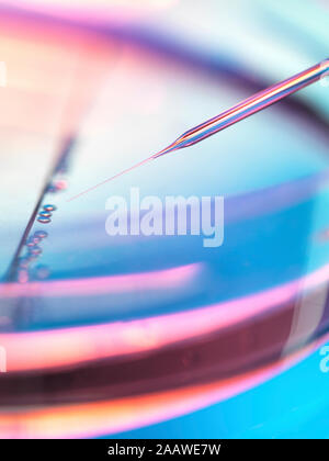 Extreme close-up de muestras en placas petri de pipeteado de experimento en laboratorio de células madre Foto de stock