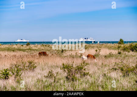 Alemania, Schleswig-Holstein, Fehmarn, el pastoreo de ganado en la costa de hierba con cruceros en segundo plano. Foto de stock