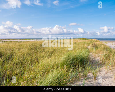 Vistas al Mar del Norte de dunas con marram pasto y playa de reserva natural Boschplaat en frisón isla Terschelling, Países Bajos