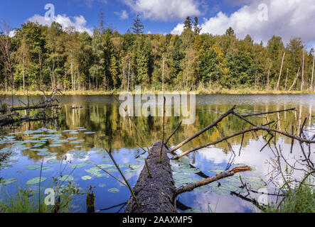 Vista sobre el lago Jezioro Francuskie (Francés) Reserva Natural Dylewo colinas parque paisajista, Ostroda County en Polonia