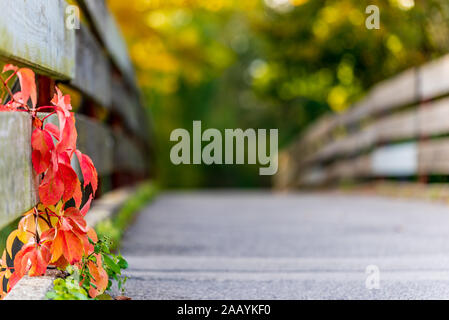Una apartada puente con hojas rojas y rodeado de verdor, árboles. A finales del otoño, el sol de la tarde. Fondo difuminado. Foto de stock