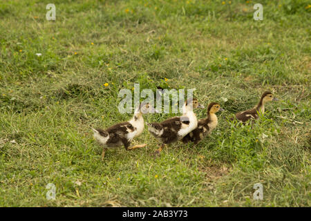 Algunos patos pequeños caminando en prado verde. Cría de aves de corral. Vida rural Foto de stock