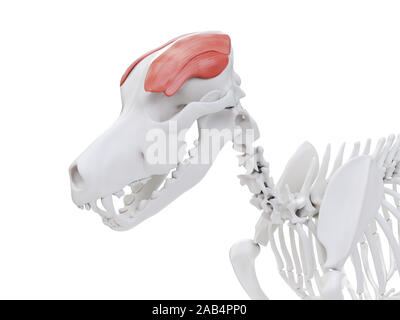 Ilustración 3d de la anatomía del músculo del perro - msculo temporal Foto de stock