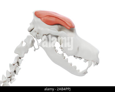 Ilustración 3d de la anatomía del músculo del perro - msculo temporal Foto de stock