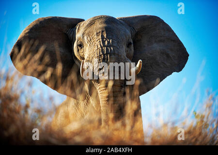 Elefante africano (Loxodonta africana), pequeño grupo de elefantes bebiendo en un abrevadero en la Reserva de Caza de Mashatu, Botswana, África