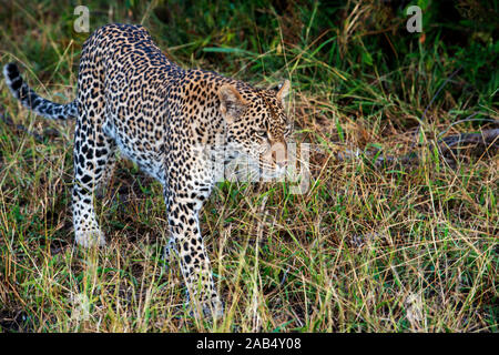 El leopardo (Panthera pardus) en la Reserva de Caza Mala Mala Sabi Sand park Kruger Sudáfrica, África Foto de stock