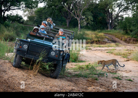 Vehículo automóvil de Safari y el leopardo (Panthera pardus) en la Reserva de Caza Mala Mala Sabi Sand park Kruger Sudáfrica, África Foto de stock