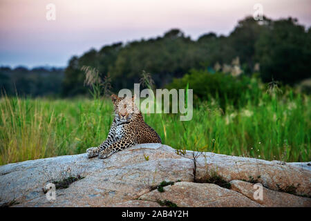 El leopardo (Panthera pardus) en la Reserva de Caza Mala Mala Sabi Sand park Kruger Sudáfrica, África Foto de stock