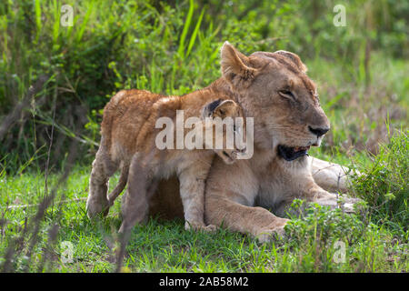 Löwin (Panthera leo) Mutterliebe Foto de stock
