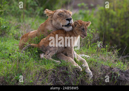Löwin (Panthera leo) Mutterliebe Foto de stock
