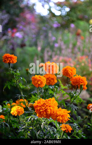 Caléndula,caléndulas,naranja,óxido,color,Color,flor,flores,jardín floral,rm Foto de stock