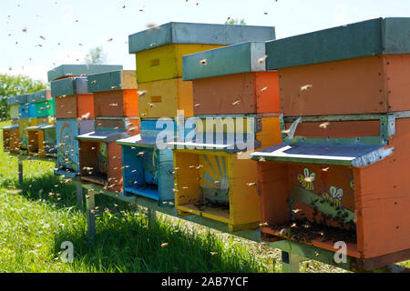 Carniolan las colmenas de abejas de miel en los Dolomitas, Santa Giustina, Belluno, Italia, Europa
