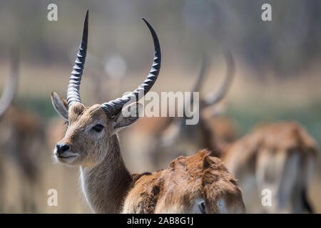 Hermoso macho lechwe rojos con otros carneros en segundo plano en Moremi (NP), Botswana Bodumatau Foto de stock