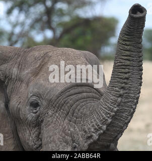 Un joven elefante africano (Loxodonta africana), extiende su trompa para oler el aire sobre el enfoque de un vehículo. Parque Nacional del Serengeti, Tanza Foto de stock
