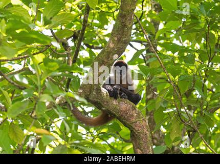América Central: el mono araña Ateles geoffroyi. Costa Rica. Foto de stock