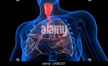 Ilustración 3D de la anatomía del sistema respiratorio ...