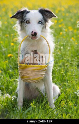 los border collies son buenos con los conejos