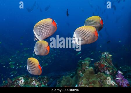 Color rojizo-tail Butterflyfish sobre un arrecife de coral tropical en las islas Similan