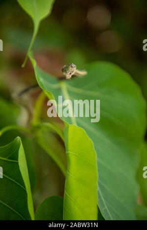 Retrato de un verde serpiente vid asiáticos Foto de stock