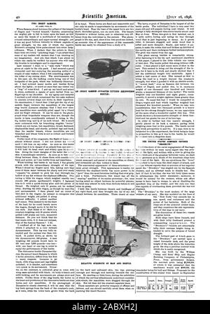 Dos SADISONS insectos. Por JANICE WEIR JR. Un insecto Sansón DYNASTES TITYRUS (escarabajo rinoceronte). Un insecto ESCUDO SANSÓN ELEPHAS (STAG BEETLE). Los ESTADOS UNIDOS CRUCERO ACORAZADO BROOKLYN ' ' la intensidad relativa del hombre y de escarabajo., Scientific American, 1898-07-16 Foto de stock