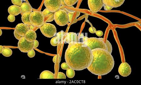 Ilustración del equipo hongos unicelulares (levaduras) Candida auris. C. auris fue identificado por primera vez en 2009. Provoca graves multirresistentes en