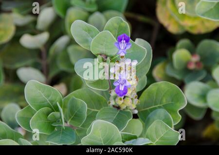 La planta de los hawaianos nativos Pohinahina tiene forma de campana flores con pétalos de color azul violáceo.
