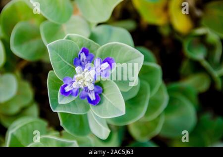 La planta de los hawaianos nativos Pohinahina tiene forma de campana flores con pétalos de color azul violáceo.