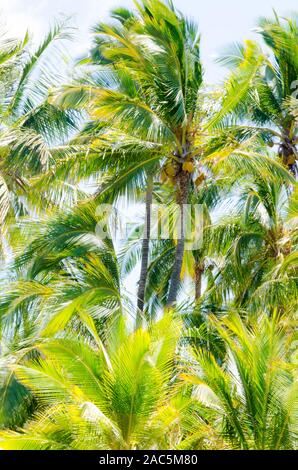 Investigando en un bosquecillo de palmeras iluminadas a lo largo de la mayoría de la playa de arena negra de Keawaiki Bay, al norte de kona, Hawai'i Isla; una erupción de 1859 Mau Foto de stock