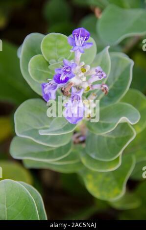 La planta de los hawaianos nativos Pohinahina tiene forma de campana flores con pétalos de color azul violáceo.
