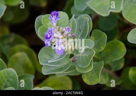 La planta de los hawaianos nativos Pohinahina tiene forma de campana flores con pétalos de color azul violáceo.