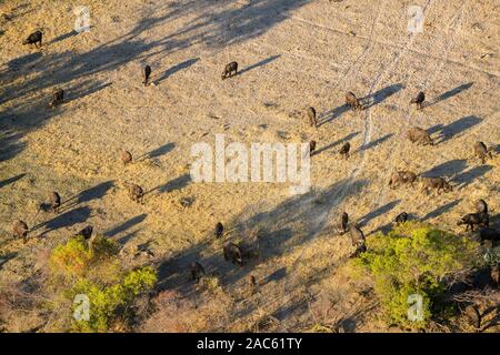 Vista aérea de una manada de búfalo africano o de cabo Buffalo, Syncerus caffer, Macatoo, Okavango Delta, Botswana Foto de stock