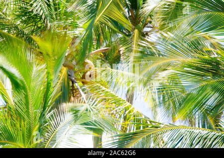 Investigando en un bosquecillo de palmeras iluminadas a lo largo de la mayoría de la playa de arena negra de Keawaiki Bay, al norte de kona, Hawai'i Isla; una erupción de 1859 Mau Foto de stock