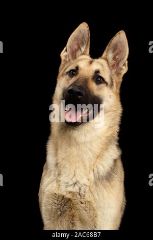 Retrato de perro Pastor de Europa oriental con cara feliz sobre fondo negro aislado Foto de stock