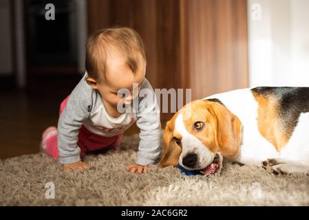 Perro con un lindo bebé niña caucásica en alfombra en salón. Perro mordiendo un juguete de bebé jugando con
