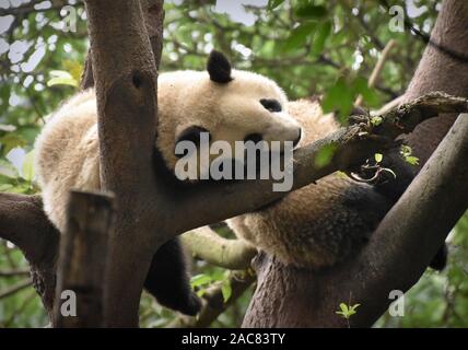 Cansado panda duerme en las ramas de los árboles Foto de stock
