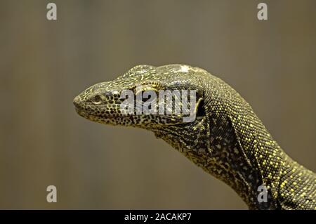 Varanus doreanus, Azul-tailed Monitor
