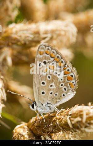 Sur de Brown Argus (Aricia cramera) butterfly