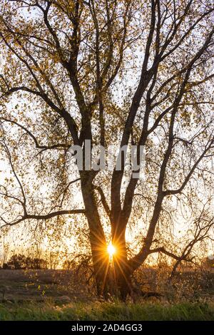 Sunset, Álamo (Populus deltoides), Fall, Minnesota, EE.UU., por Dominique Braud/Dembinsky Foto Assoc Foto de stock