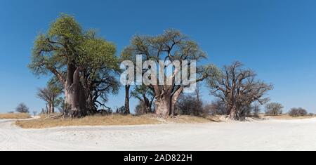 Baines baobab Parque Nacional de Nxai Pan, Botswana Foto de stock
