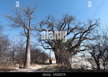 Baines baobab Parque Nacional de Nxai Pan, Botswana Foto de stock