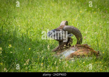 Mufflon beim Ausruhen hohen im Gras Foto de stock