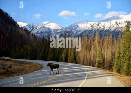 Jóvenes bull (Alces alces alces) puede crear una peligrosa situación de tráfico al cruzar la carretera en el Parque Nacional de Kootenay, British Columbia, Canadá Foto de stock