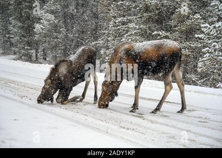 El alce (Alces alces) puede crear una peligrosa situación de tráfico por el cruce de las carreteras cubiertas de nieve en Canadá Foto de stock