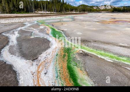 Limón verde algas Cyanidium prosperan en agua tibia que fluye de los géiseres en la cuenca de porcelana de Norris Géiser cuenca en Yellowstone National Pa