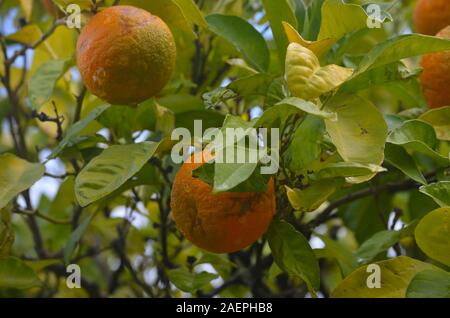 Las naranjas cultivadas en una arboleda pequeña por la orilla del río Guadiana Menor, en el Algarve, en el sur de Portugal Foto de stock