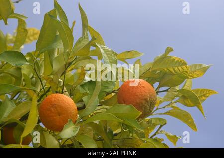 Las naranjas cultivadas en una arboleda pequeña por la orilla del río Guadiana Menor, en el Algarve, en el sur de Portugal Foto de stock
